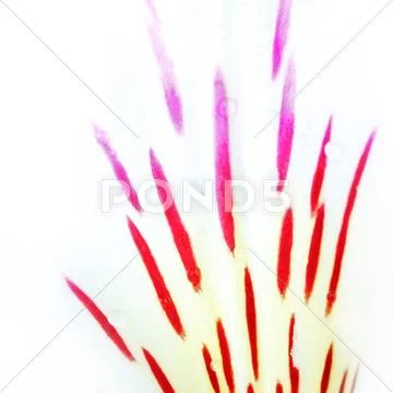 White lily Stock Photos