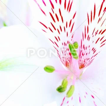 White lily Stock Photos