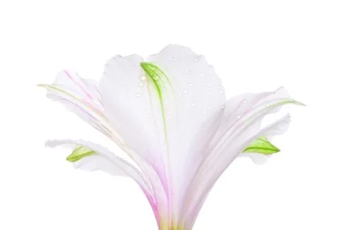 White lily Stock Photos