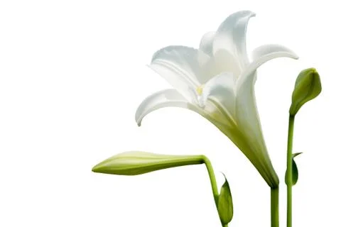 White lily Stock-Fotos