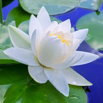 White lily Stock Photos