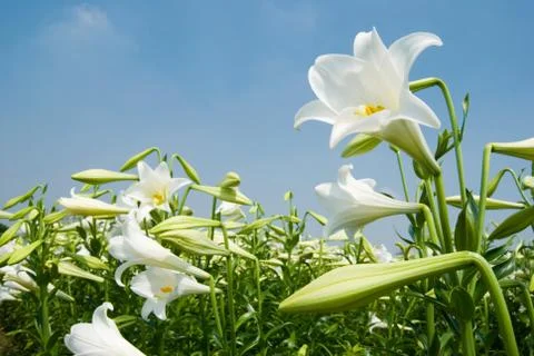 White lily Fotos de archivo