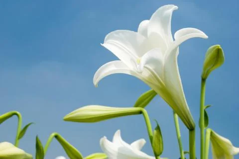 White lily Stockfoto's