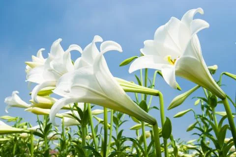 White lily Stock Photos