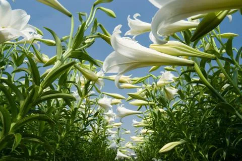 White lily Fotos Stock
