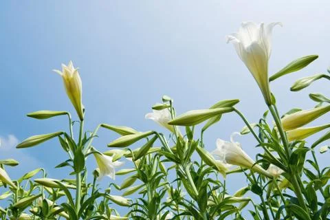 White lily Stockfoto's