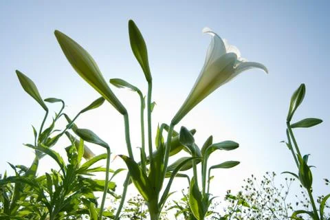 White lily 写真素材
