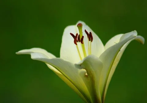 White lily Stock Photos