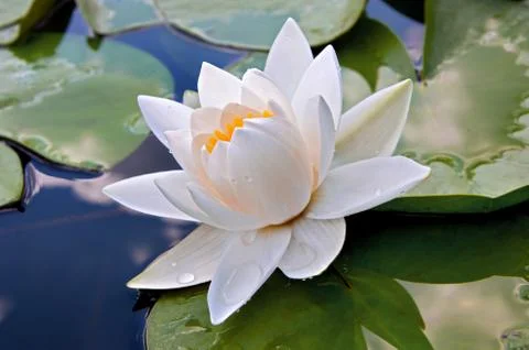 White lily Stock Photos