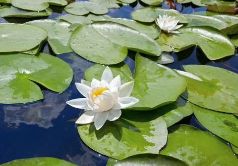 White lily Stock Photos
