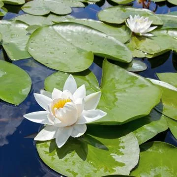 White lily Stock Photos