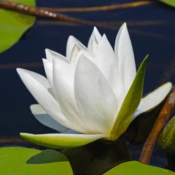 White lily Stock Photos