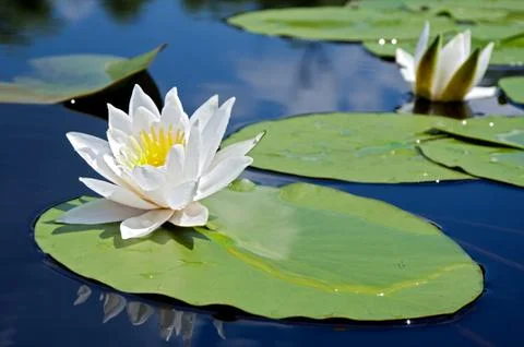 White lily Stock Photos