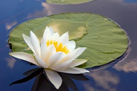 White lily Stock-Fotos
