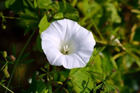 White lily Stock Photos