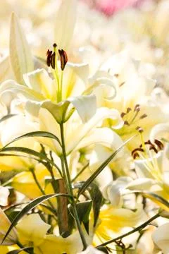 White lily Stock Photos