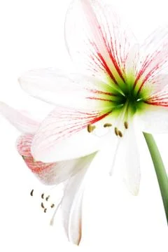 White Lily Stock Photos