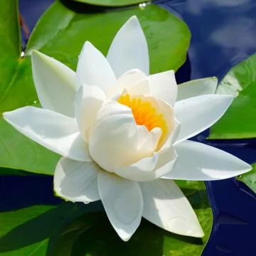 White lily Stock Photos