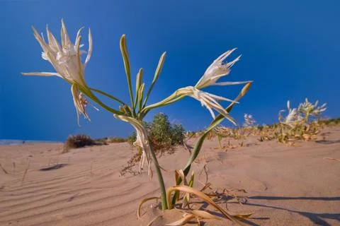 White lily Stock Photos
