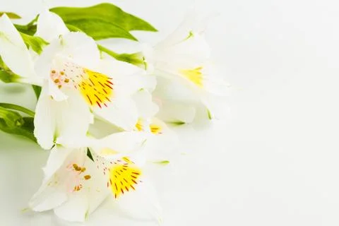 White lily Stock Photos