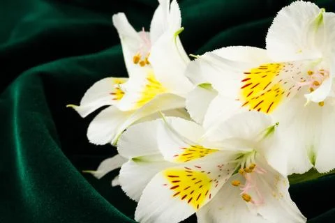 White lily Stock Photos