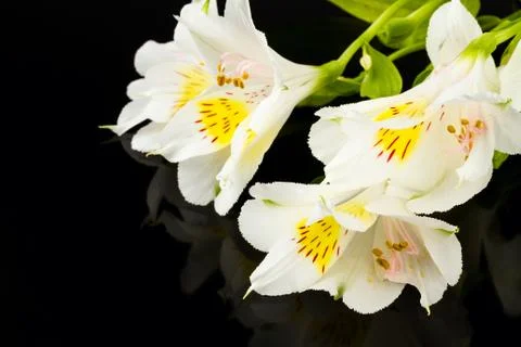 White lily Stock-Fotos