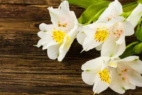 White lily Stock Photos