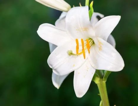 White lily. Stock Photos
