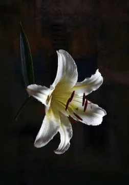 White lily Stock Photos