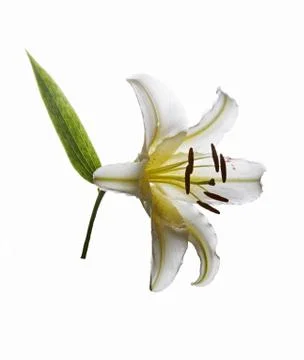 White lily Stock Photos