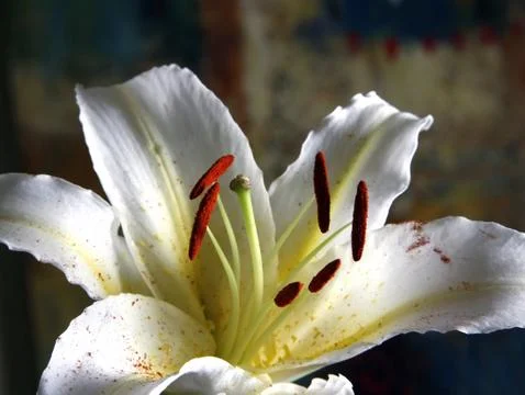 White lily Stock Photos