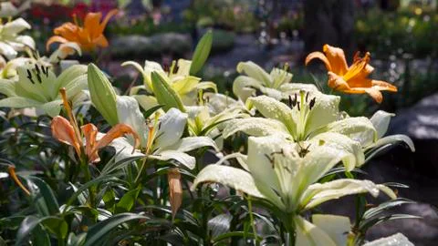 White lily Stock Photos