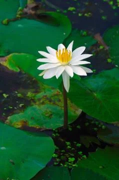 White Lily Stock Photos
