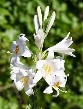 White lily. Stock Photos
