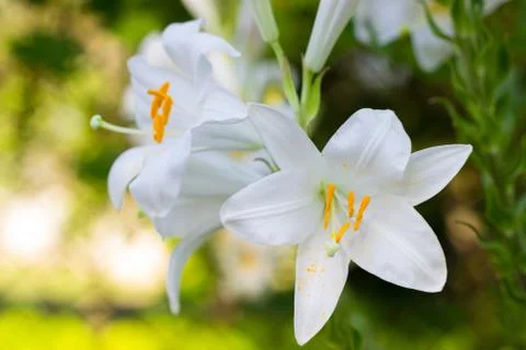 White lily. Foto stock