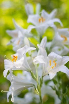 White lily. Foto stock