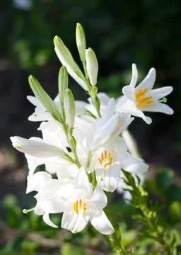 White lily. Stock Photos