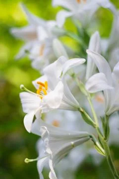 White lily. Stock Photos