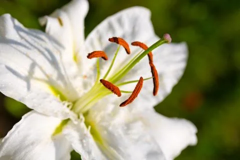 White lily. Stock Photos