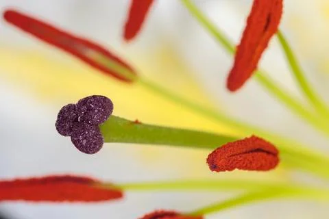 White lily Stock Photos