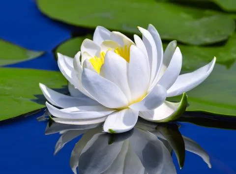 White lily Stock Photos