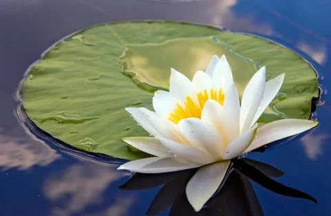 White lily Stock Photos