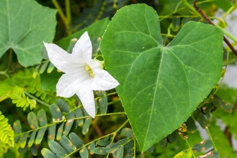 White Lily Stock Photos