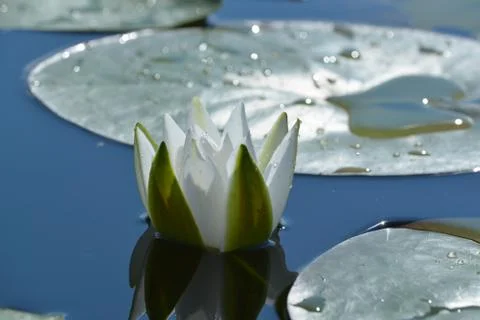 White lily Stock-Fotos