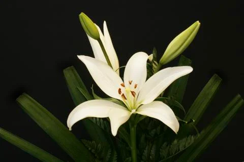 White Lily Stock Photos