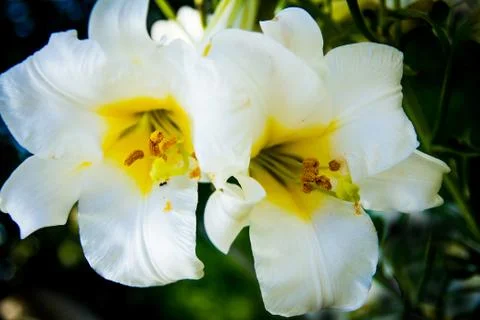 White lily Stock Photos