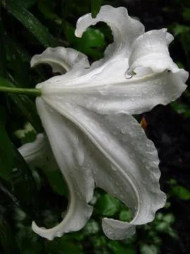 White lily Stock Photos