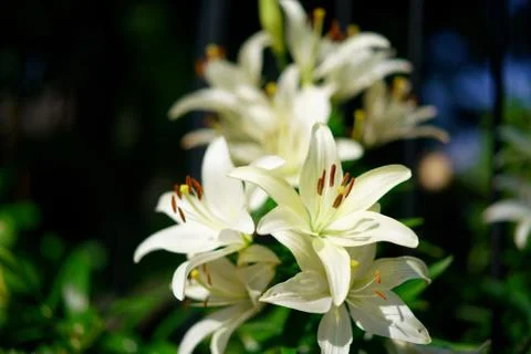 White lily 库存照片