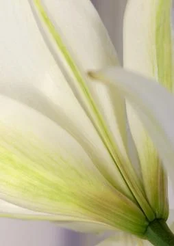 White lily Stock Photos