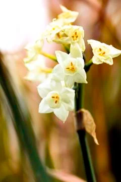 WHITE LILY Stock Photos